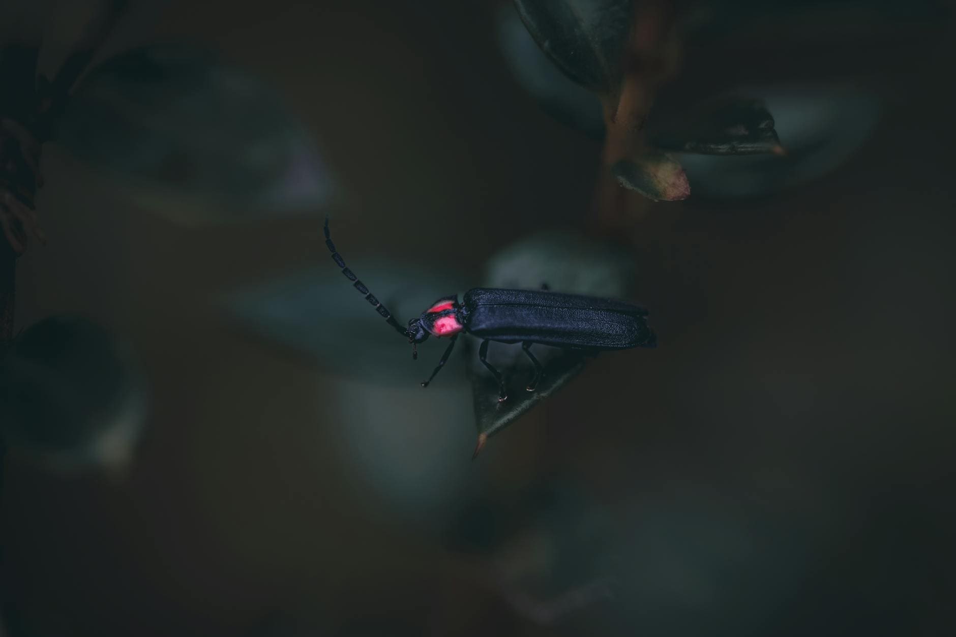 close up of insect in darkness