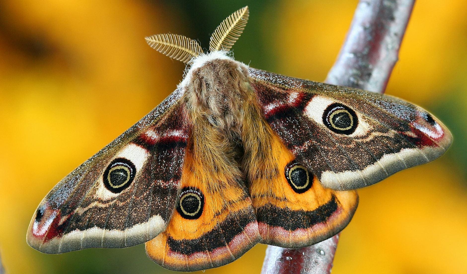close up shot of a butterfly