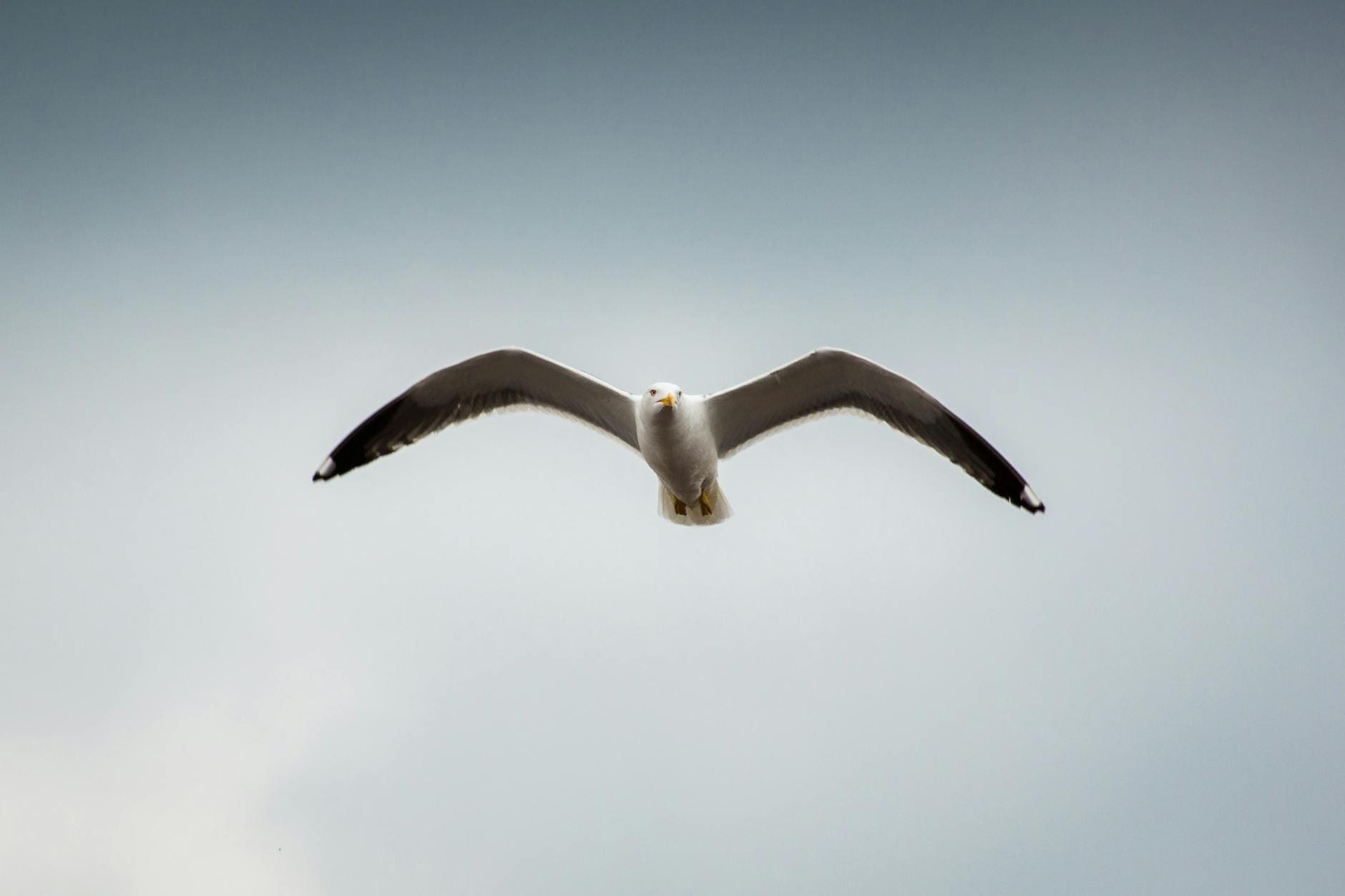 low angle photography of seagull flying