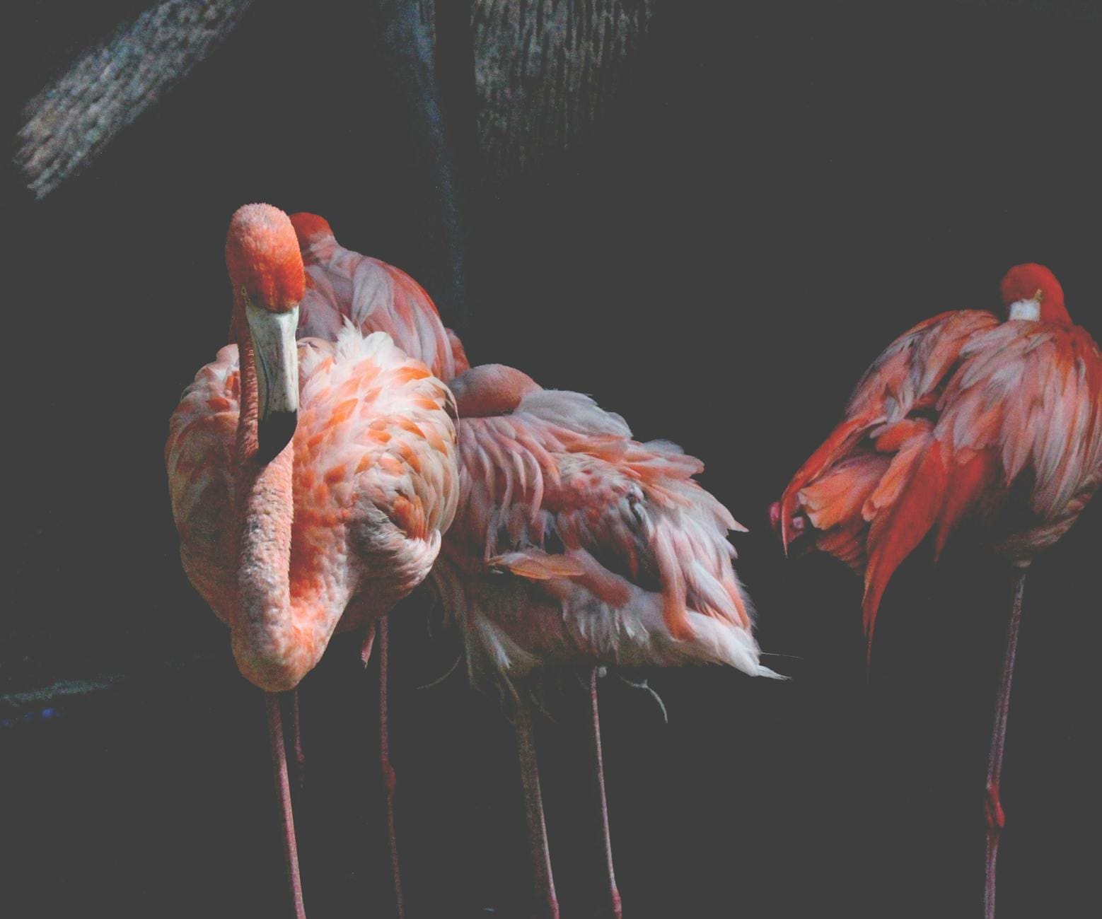 three pink flamingos