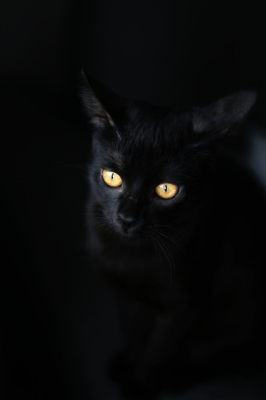 black cat with yellow eyes