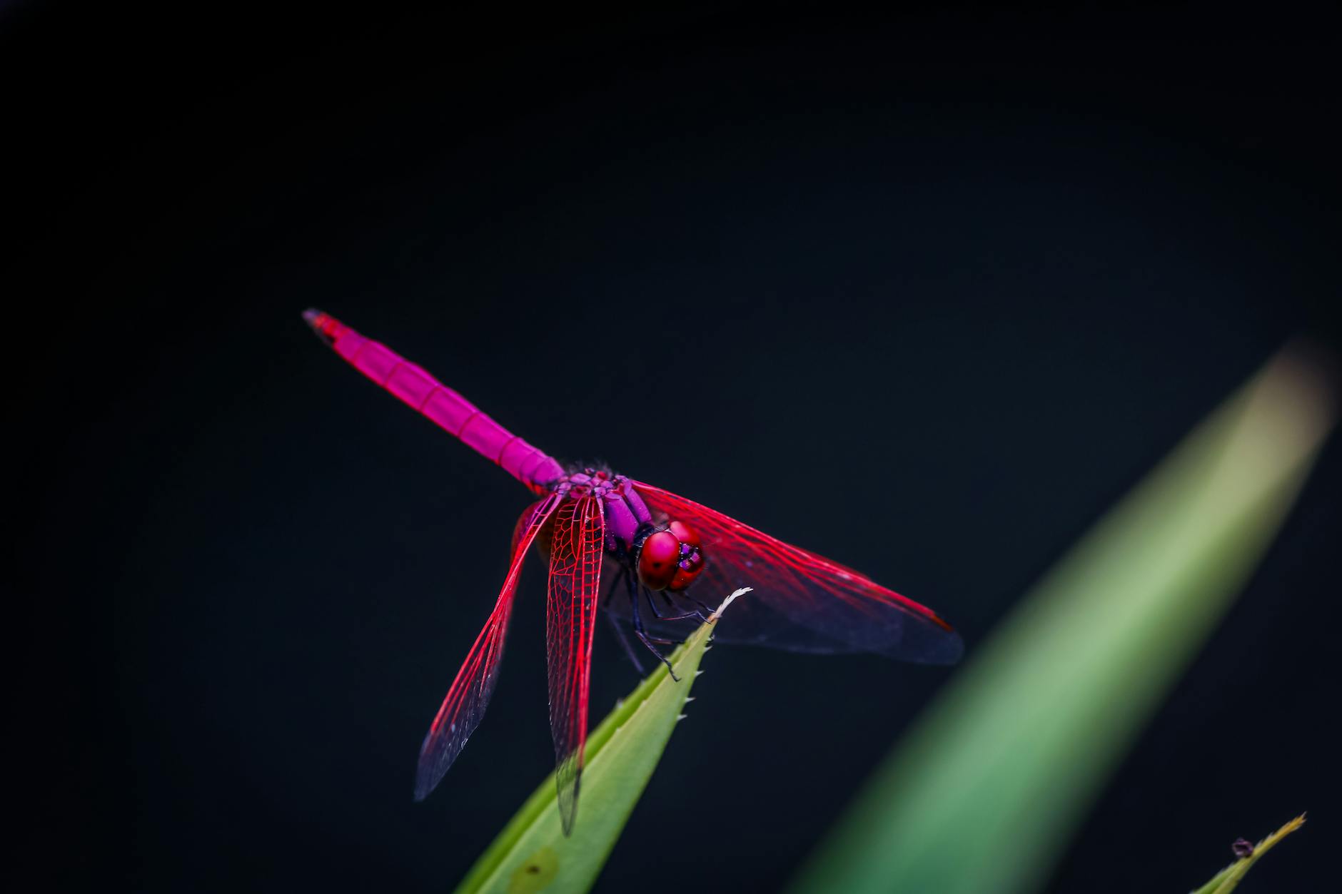 red dragonfly perched on leaf