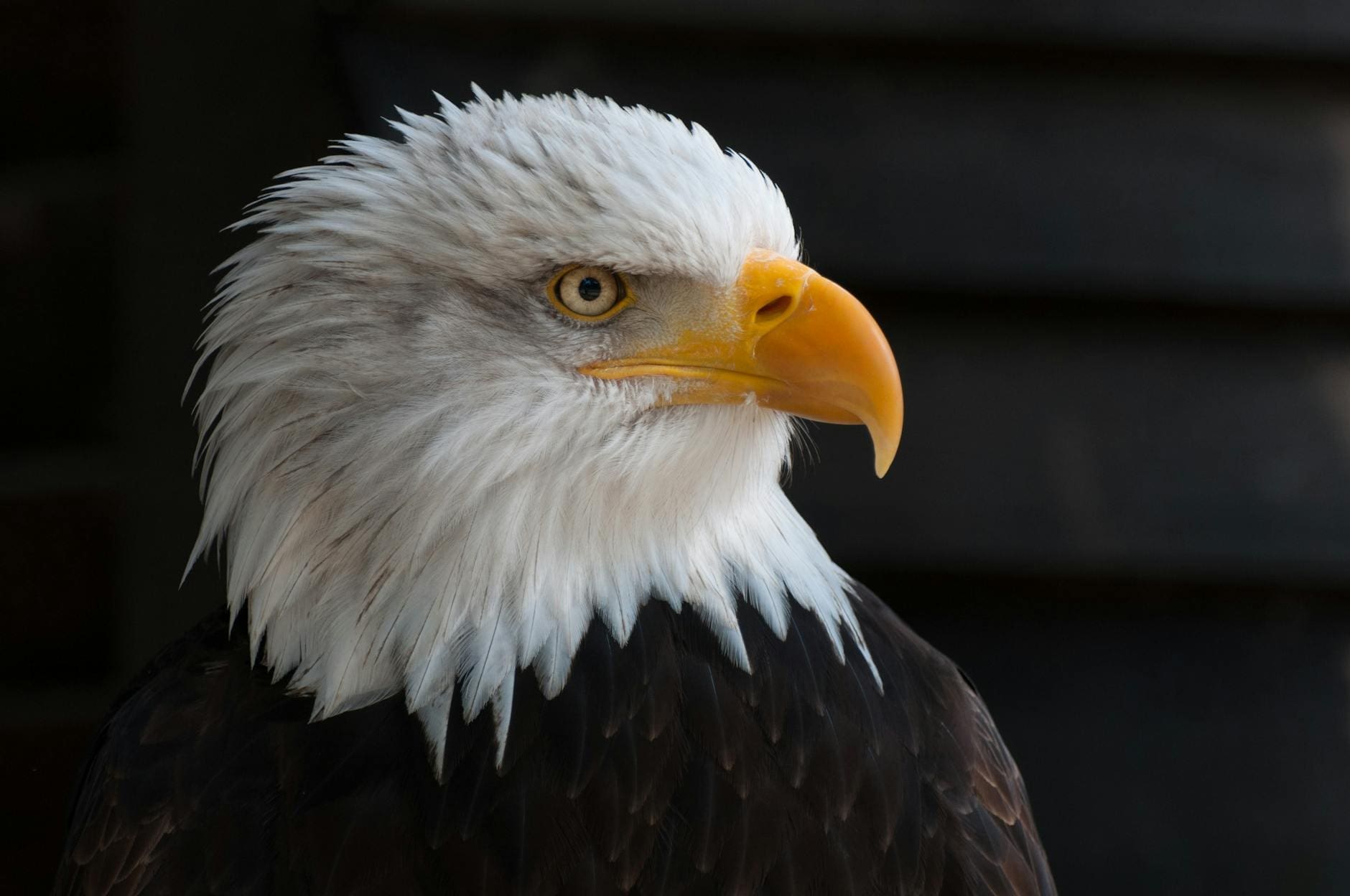 close photography of bald eagle