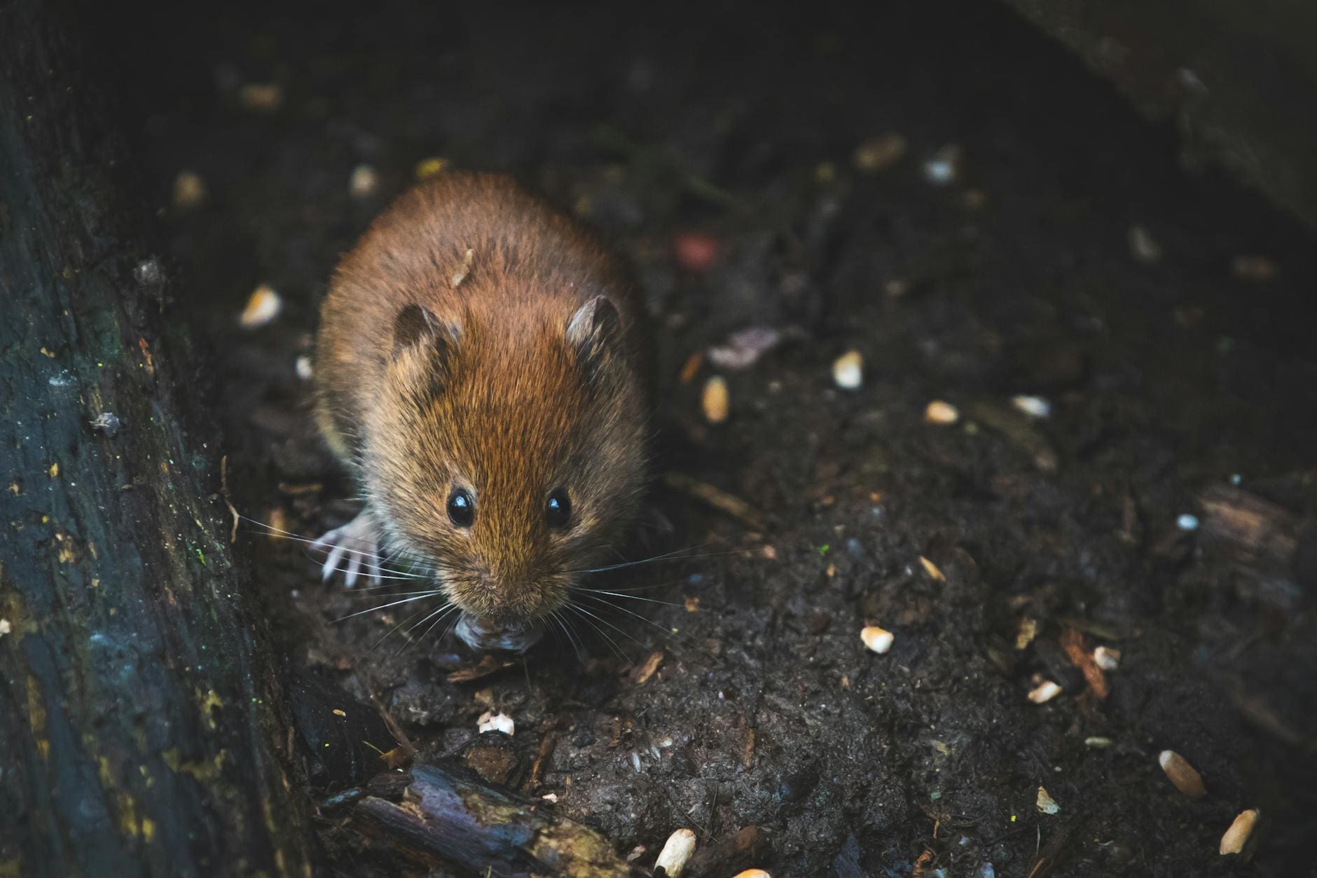 close up photography of brown mouse