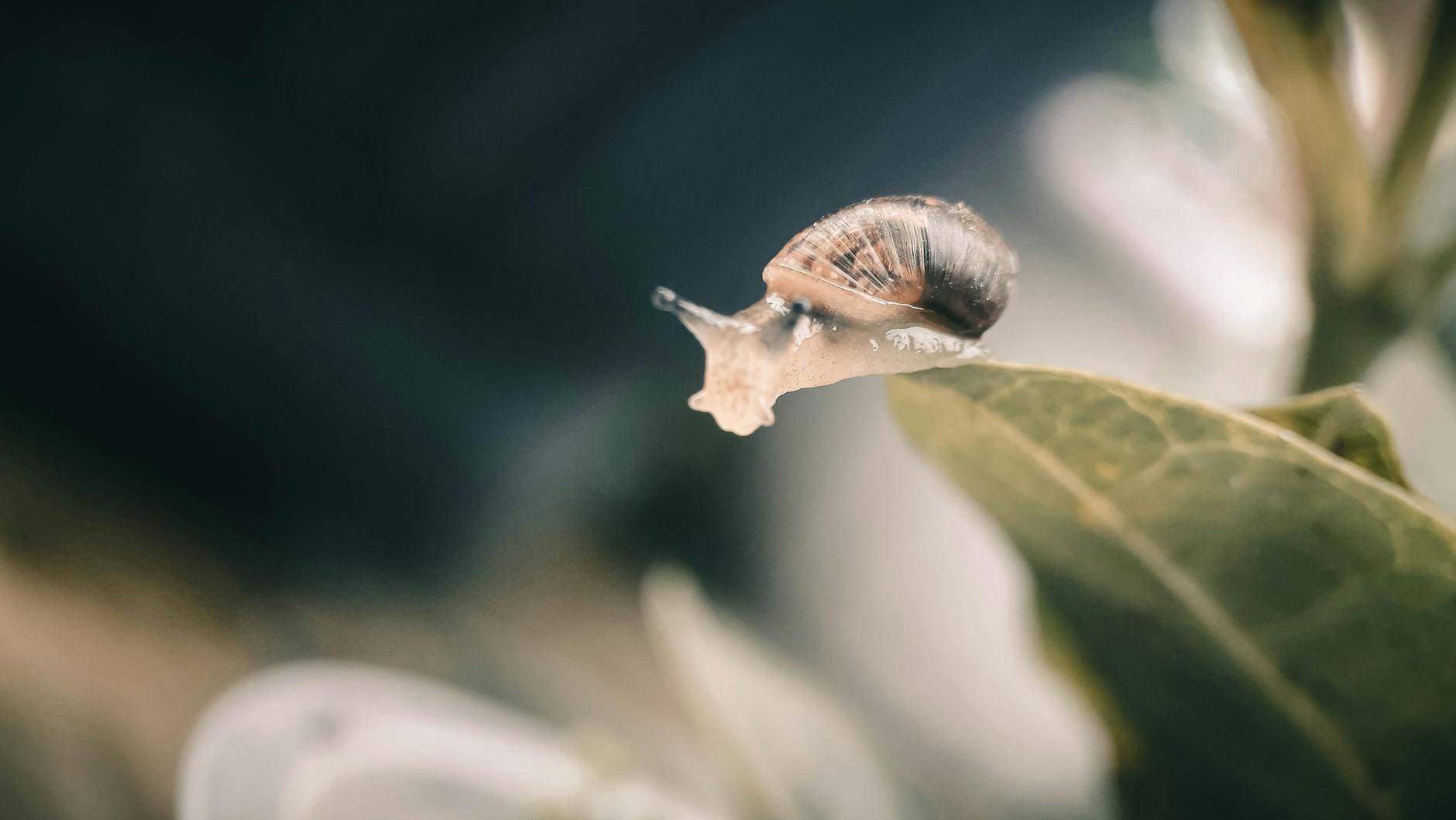 brown snail on green leaf