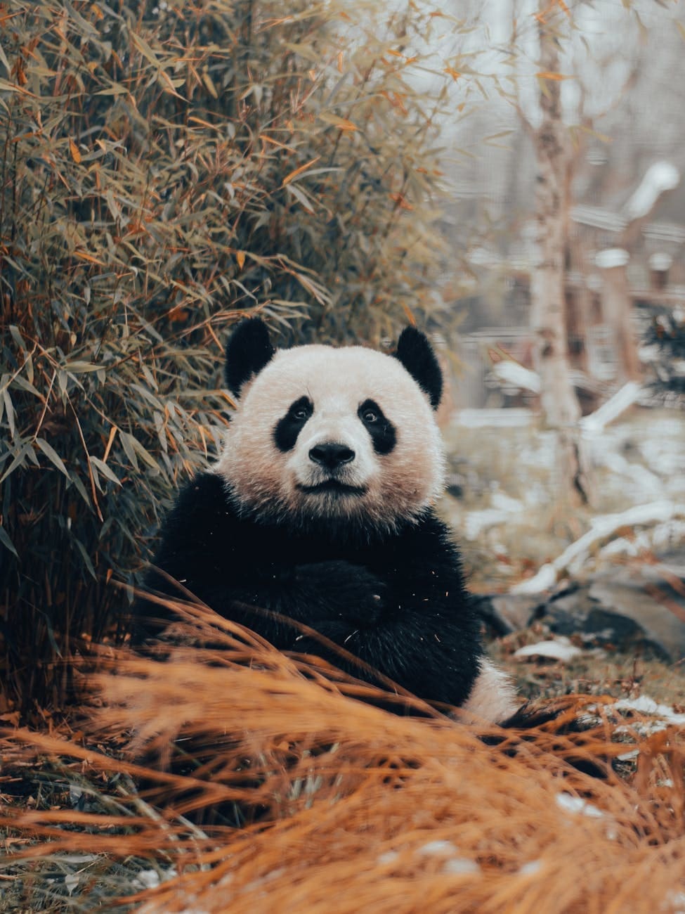 portrait of sitting panda