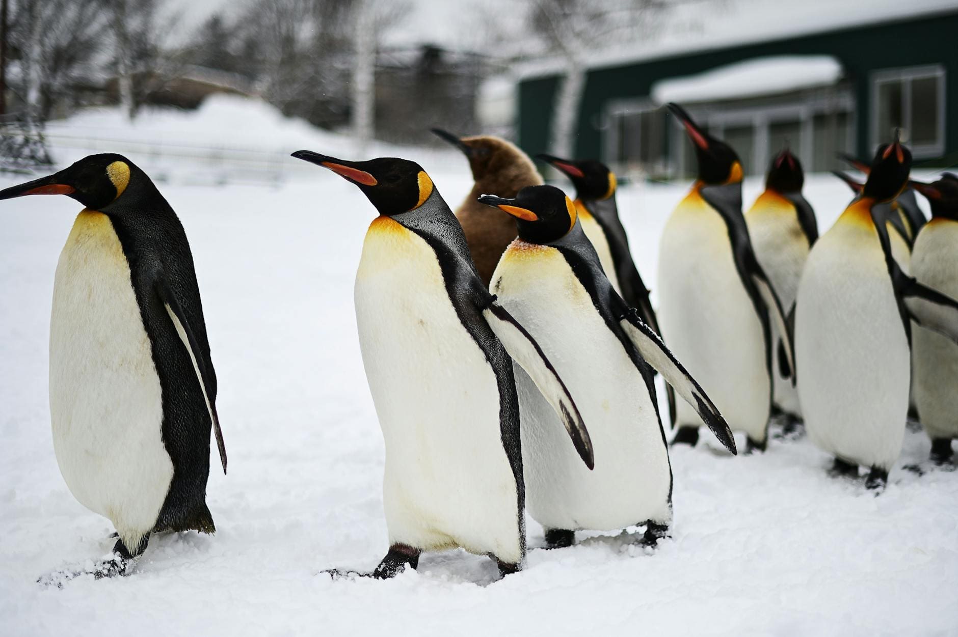 a school of penguins