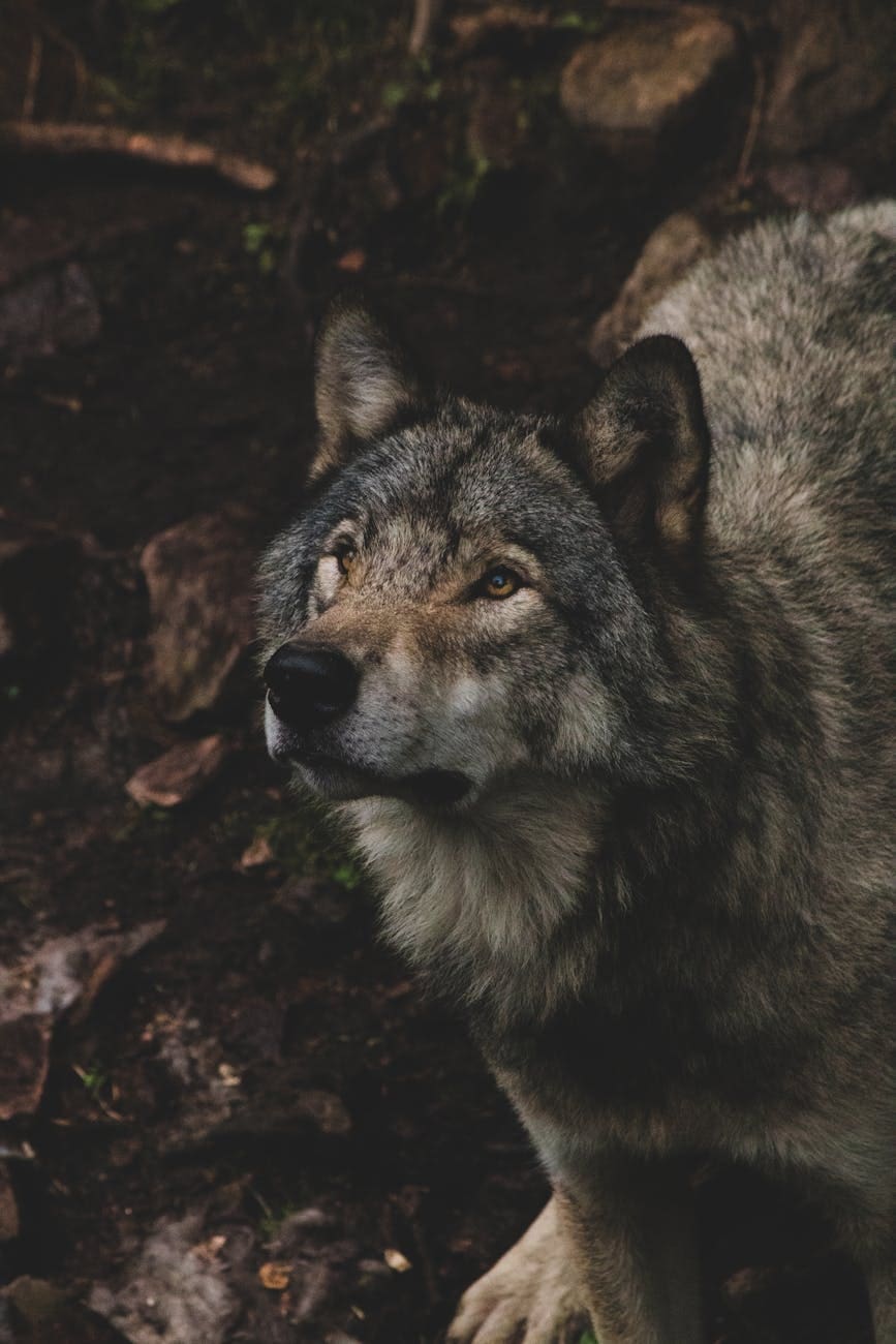 dog in a forest