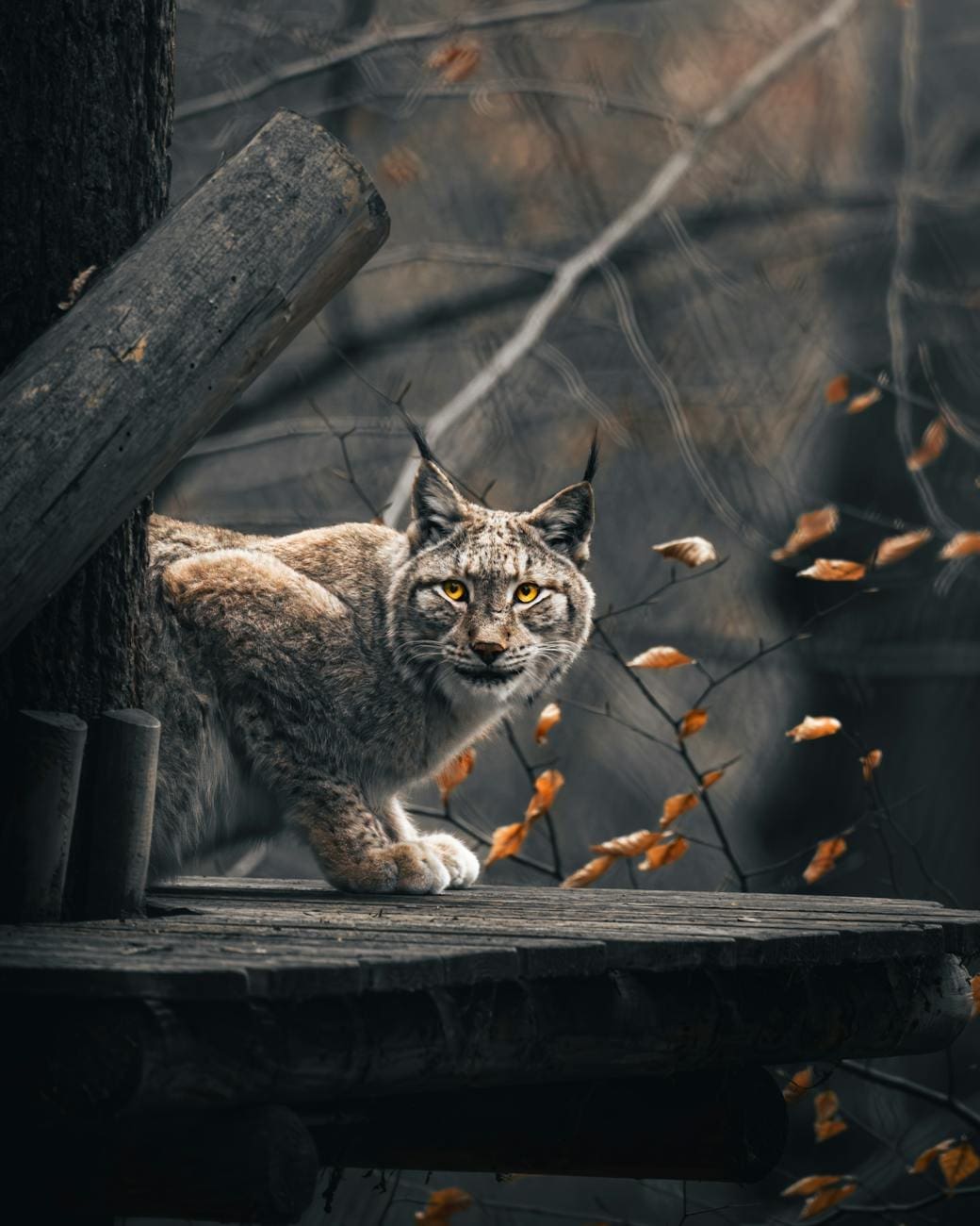 lynx in a forest