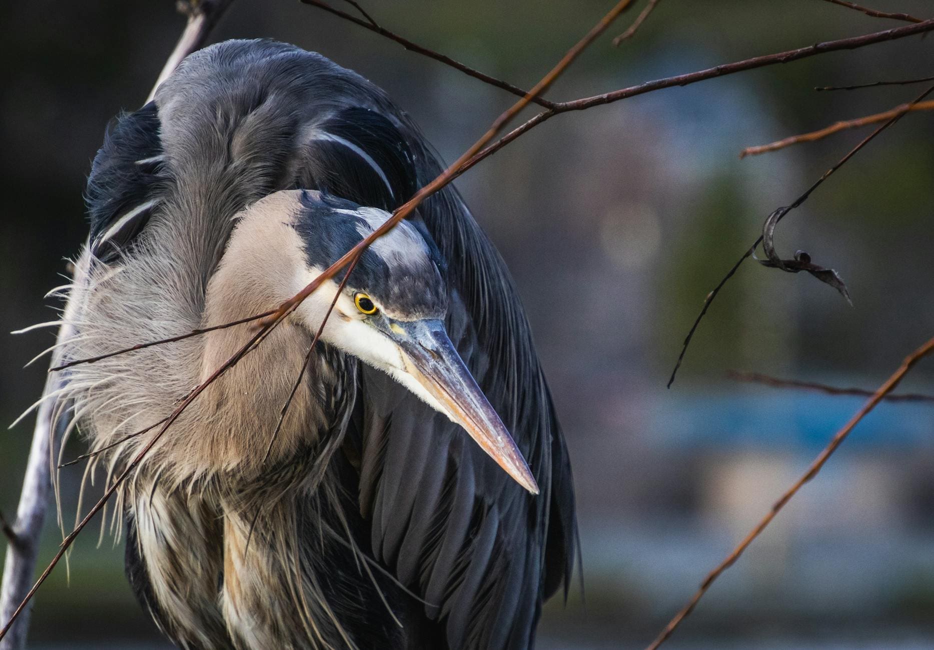 gray heron bird