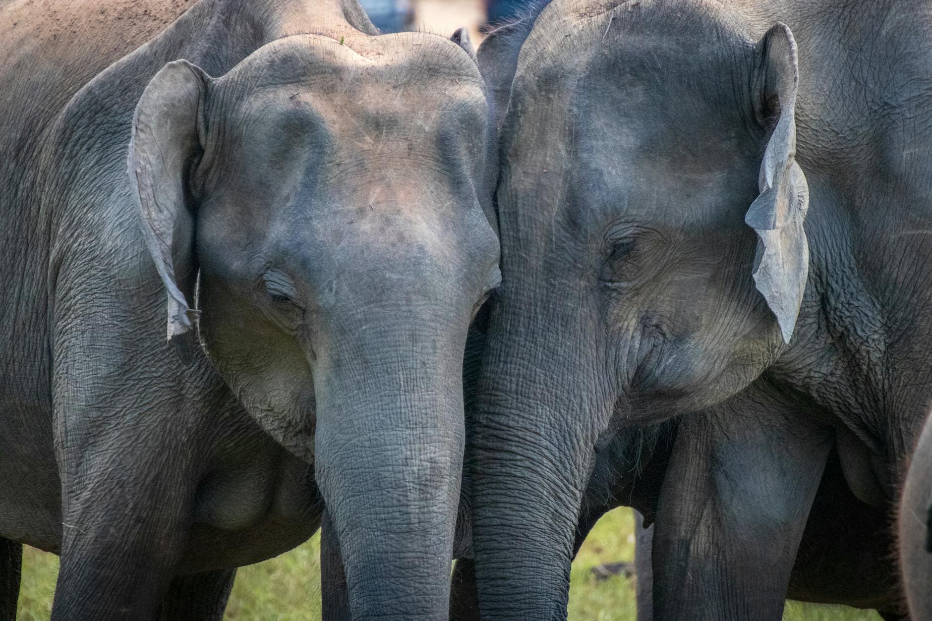 two adult elephants