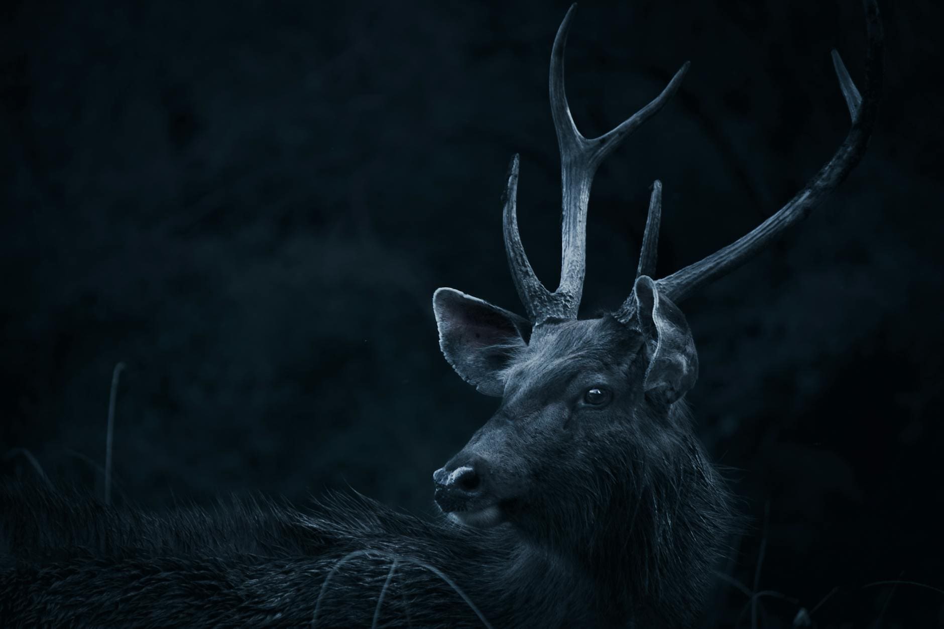 deer looking backwards