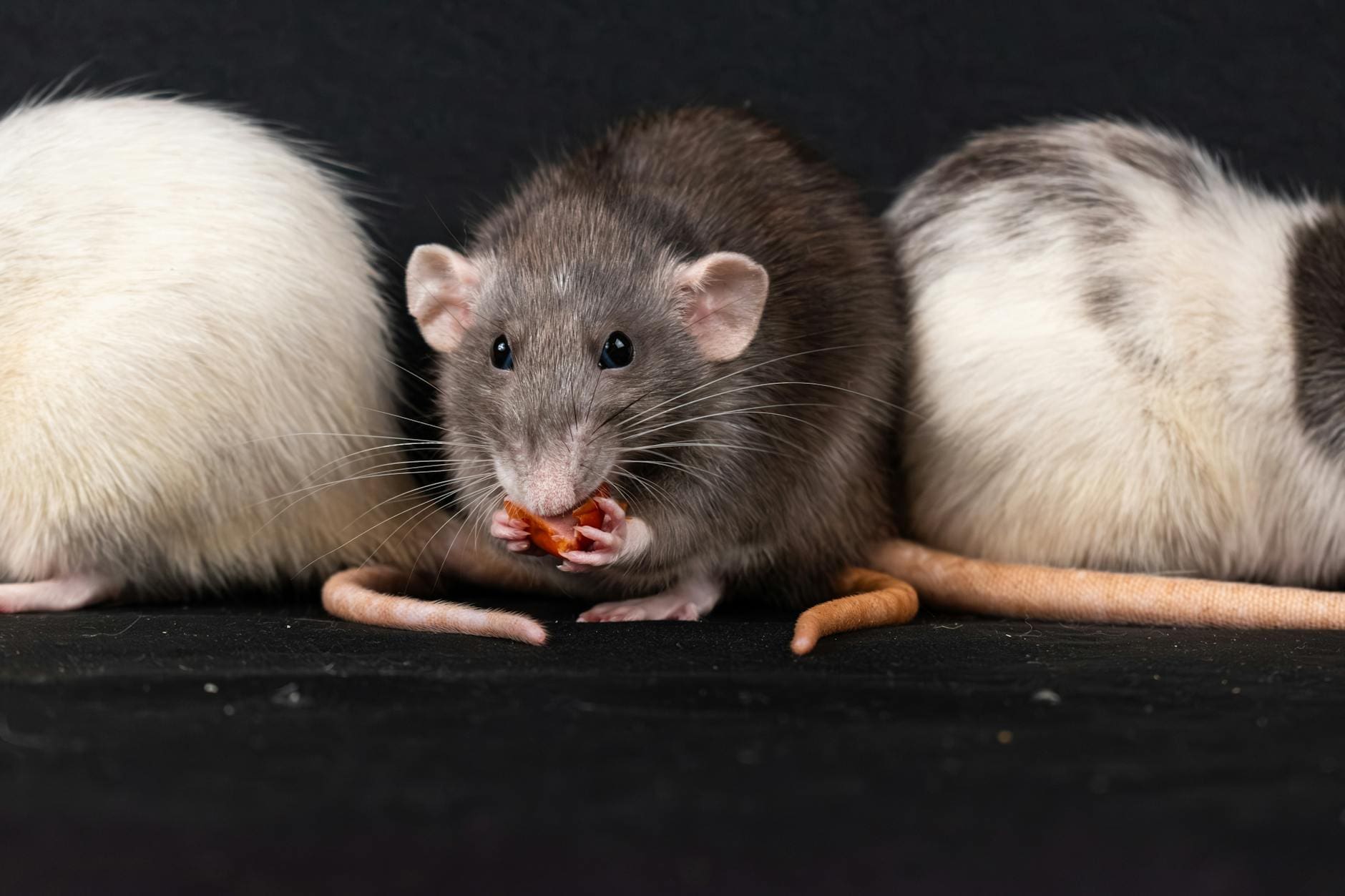 eating gray rat among white rats