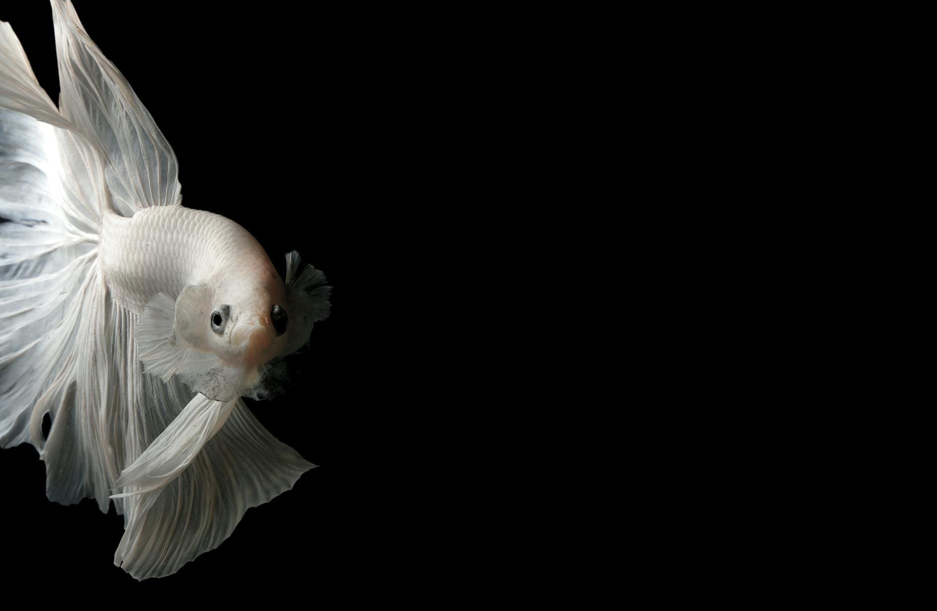 close up photo of whhite siamese fighting fish