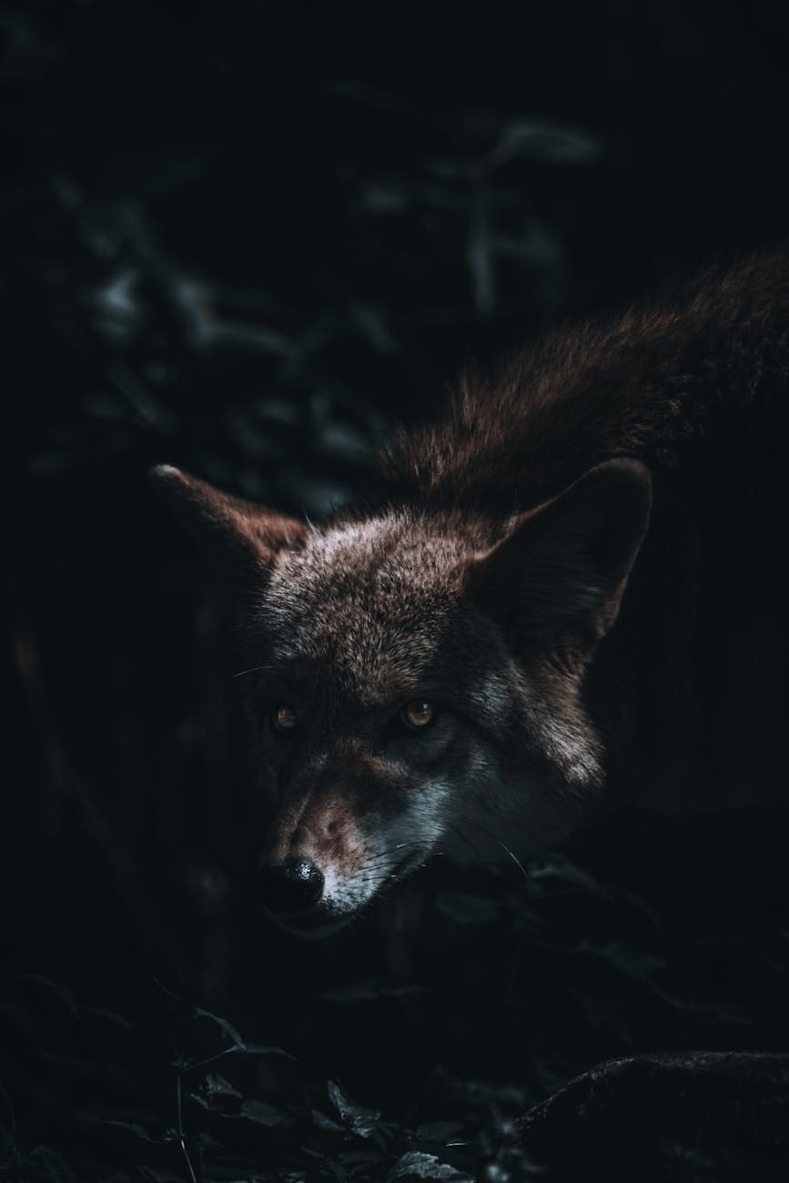 a wolf in the dark with a black background