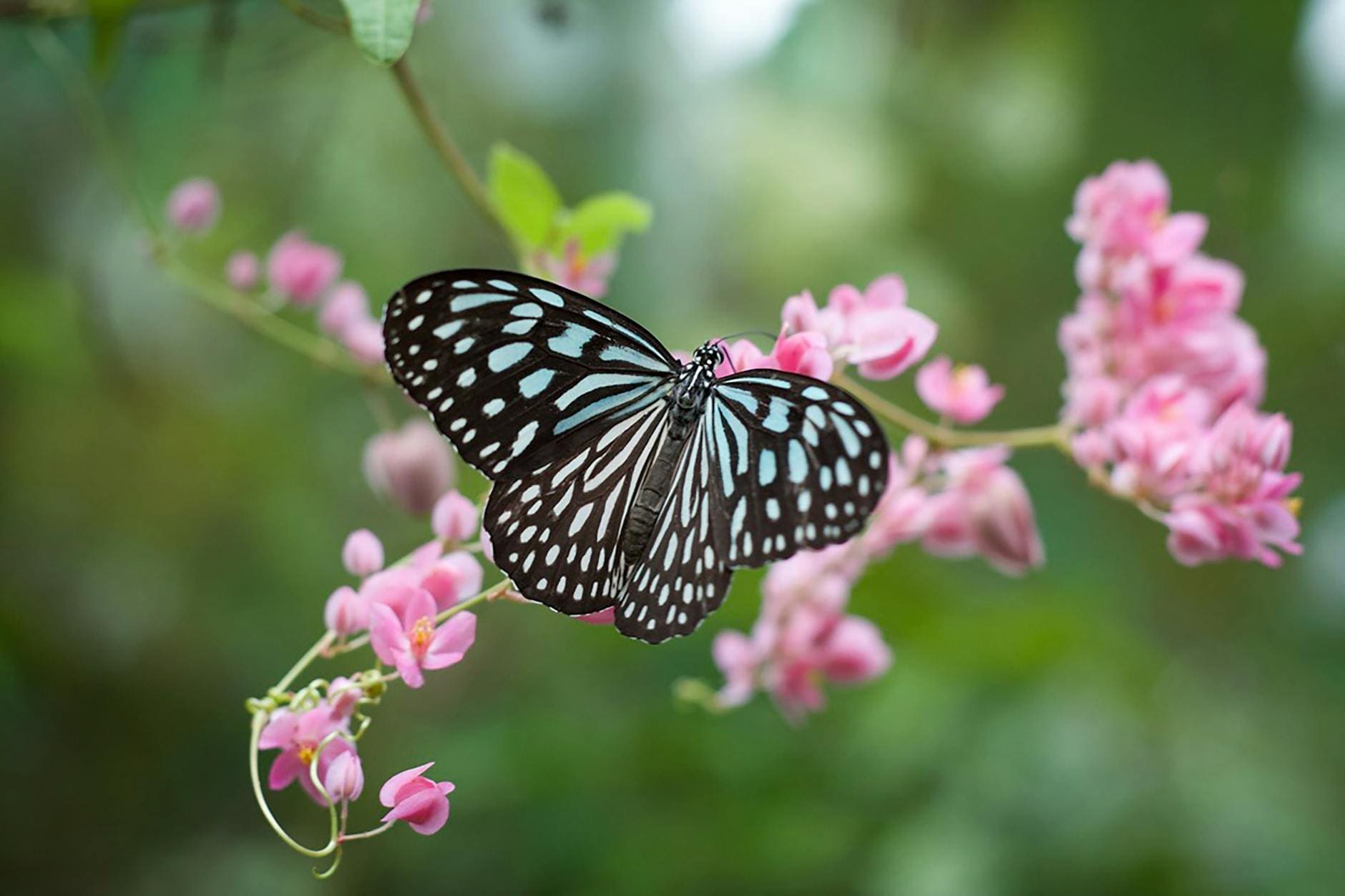 macro photo of butterfly perched on pink flowers