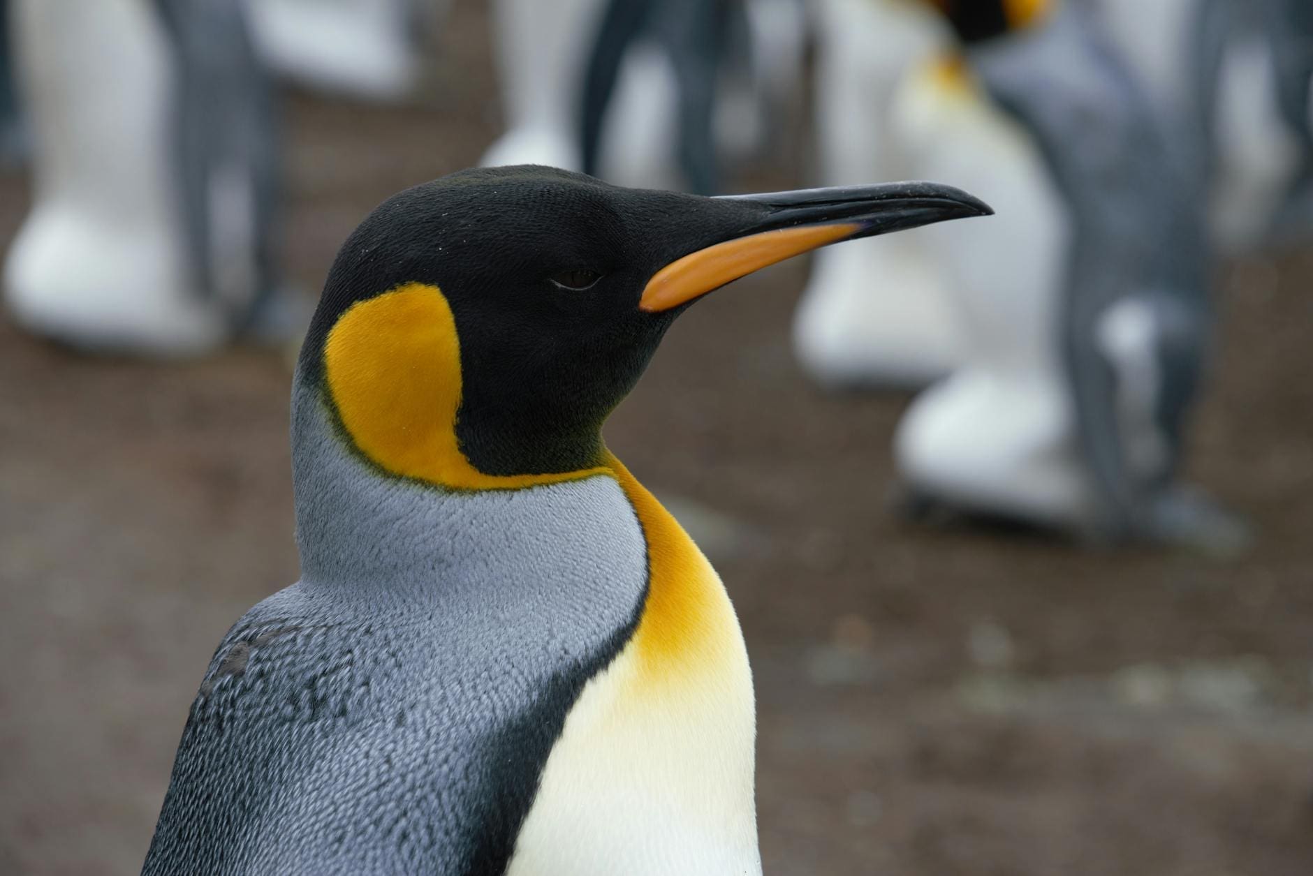 emperor penguin individual in breeding colony