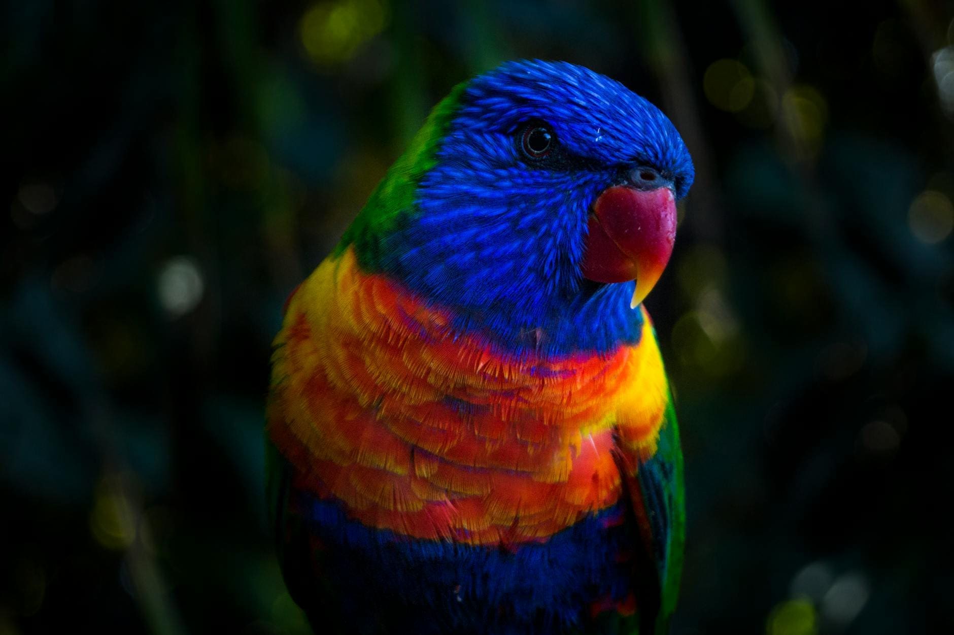 blue and red parakeet
