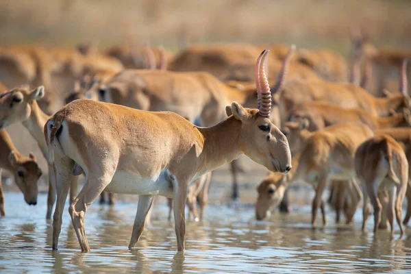 Un grupo de antílopes saiga en un cuerpo de agua, destacando un ejemplar en primer plano con cuernos característicos.